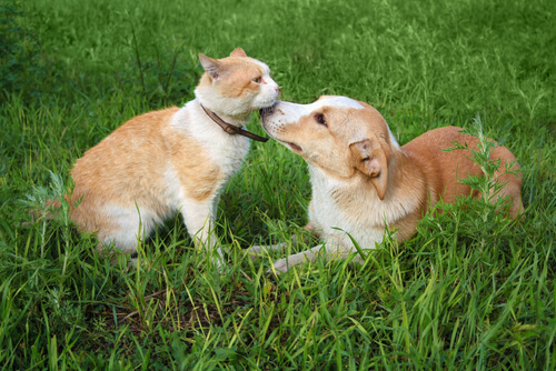 parasitos en perros y gatos