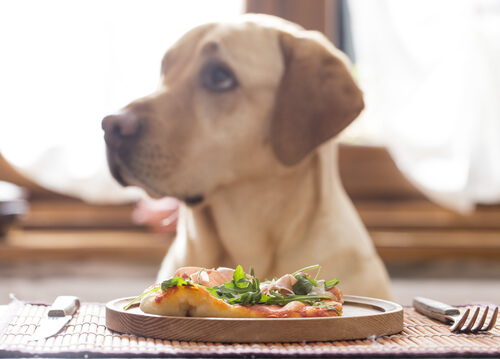 Dieta vegana en perros ¿es perjudicial para su salud?