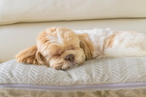 ¿Cuánto duermen los perros?