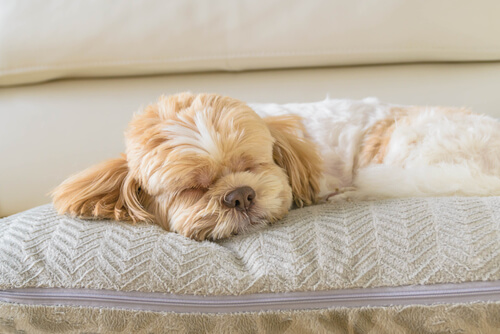 perro durmiendo