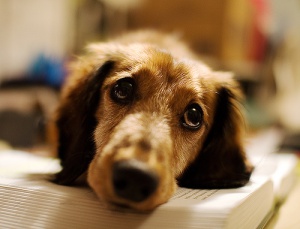 Cura de heridas en perros