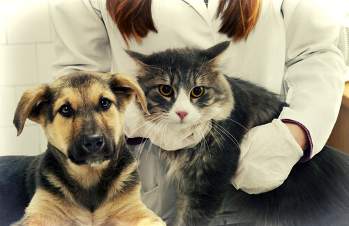 Perro y gato en el veterinario