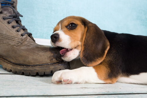 perro muerde zapato