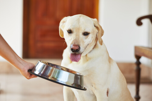perro no quiere comer