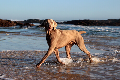 perro playa