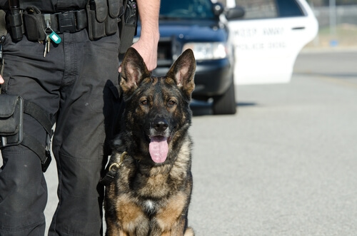perro policia
