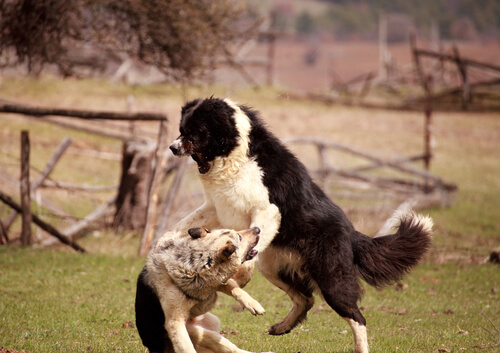 Corregir agresividad en perros