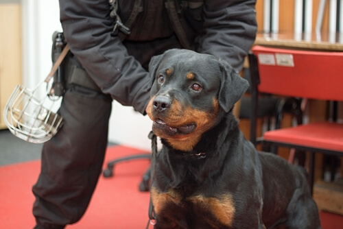 perros anti-piromanos