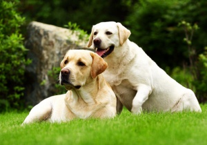Perros donantes de sangre
