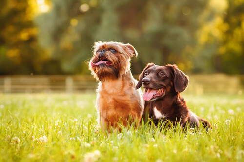 Perros sentados en el parque.