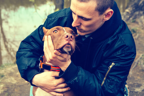 pitbull hombre