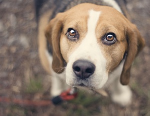 Limpiar los ojos y quitar las legañas a nuestras mascotas