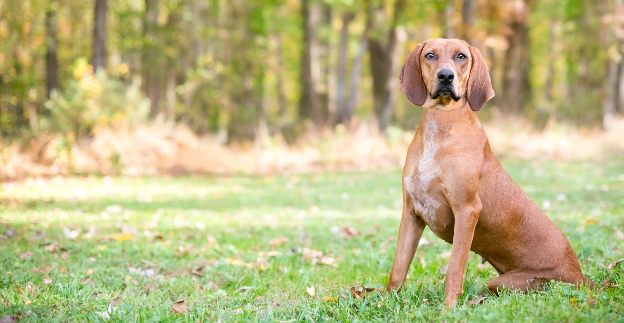 Redbone Coonhound.