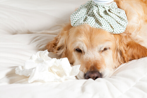 Cómo prevenir y tratar resfriados en los perros