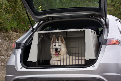 Seguridad en el coche: la vida de tu perro está en tus manos