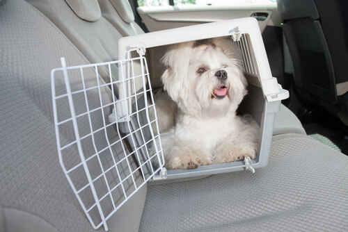 Perro en un transportin dentro de un coche