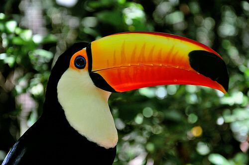 ¿Qué nos dicen los picos de las aves?