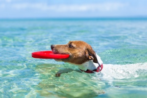 ¿Cómo pasar vacaciones de verano tu perro? Aquí te lo contamos