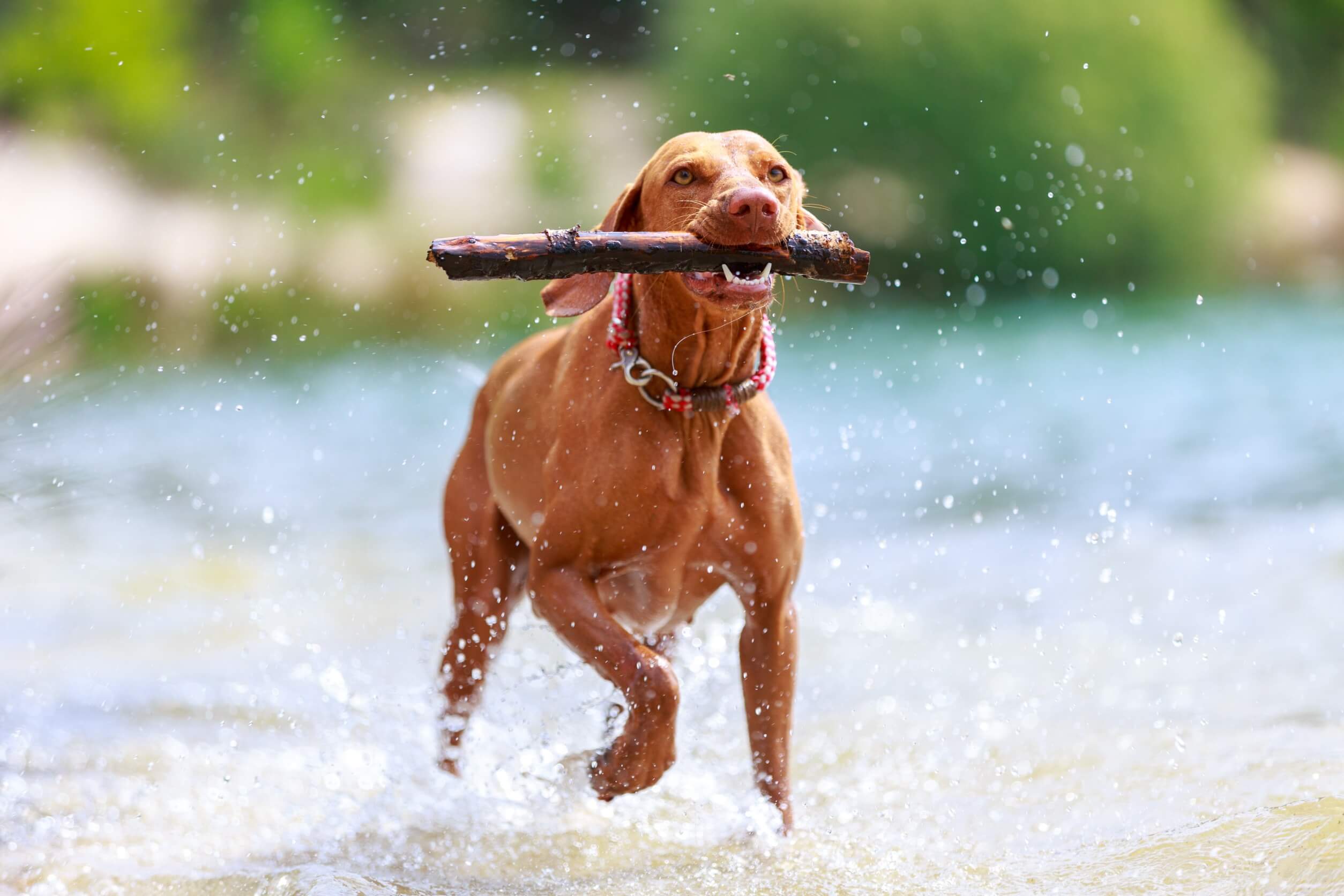 Energía de los perros de raza vizla