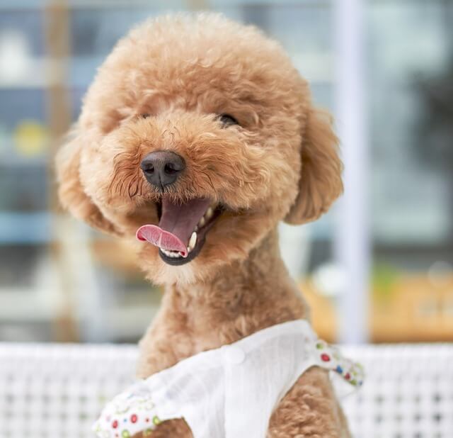 Poodle bebé sonriendo ampliamente
