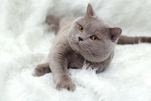 En grå katt.