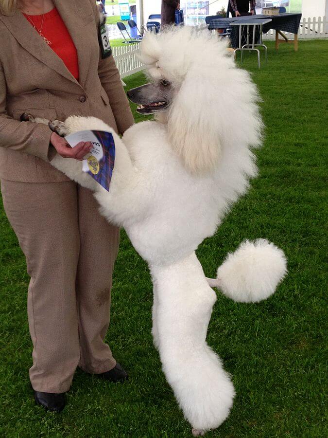 Poodle blanco de pie junto a su dueña