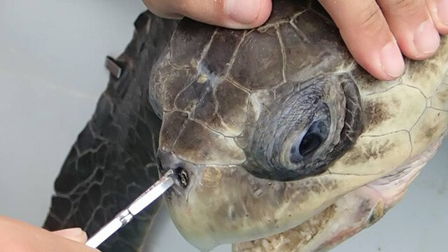 El sufrimiento de una tortuga por culpa de la contaminación marina