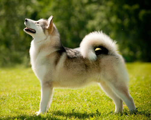 ¿En qué se diferencian el husky siberiano y el alaskan malamute?