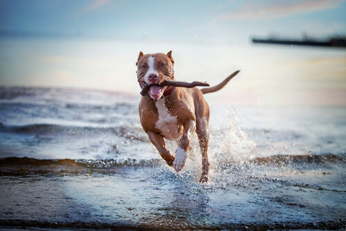 10 lecciones de vida que podemos aprender de los perros