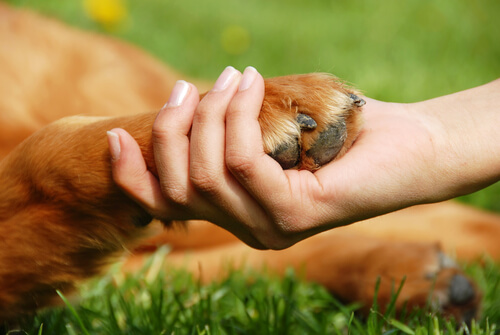 ayudar a los animales