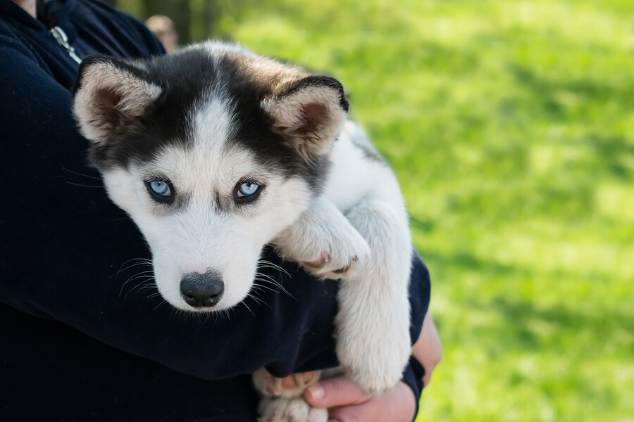 Cachorro de husky siberiano.