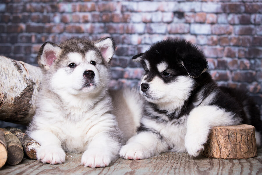 Cachorros de malamute de Alaska.