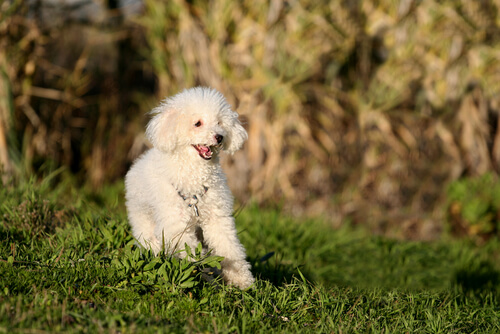 poodle running in grass