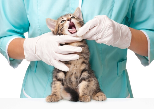 Caries en los gatos, ¿sabes cómo diagnosticar el estado bucal de tu gato?