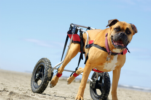 Carritos para perros con movilidad reducida, ¡qué gran invento!