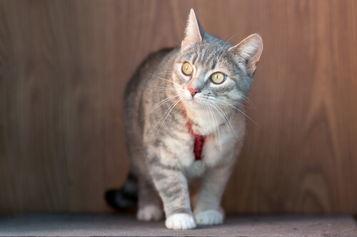 Peligro mortal: collares antiparasitarios para gatos