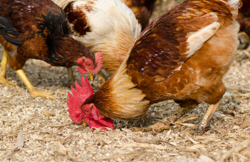 criar gallinas 2
