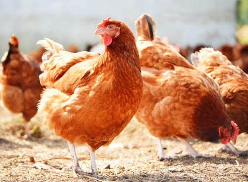 7 consejos básicos para criar gallinas