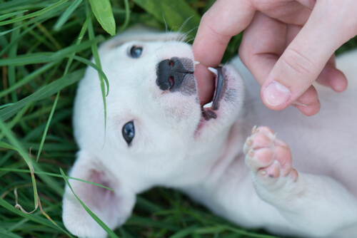 Información sobre los cachorros: el proceso de la dentición canina