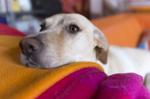 Conoce las enfermedades oculares más frecuentes en los perros 