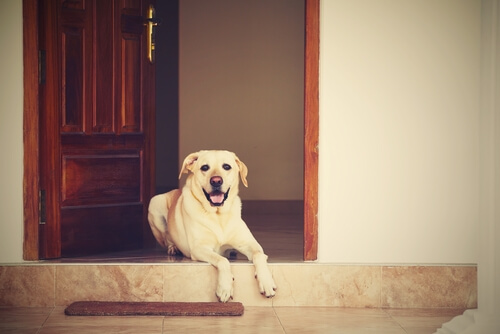 Cómo enseñar a un perro a portarse bien mientras te espera durante tus recados