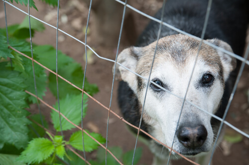 Crean el Escuadrón Orejitas para rescatar animales abandonados