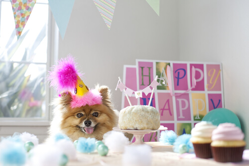 ¿Celebrar una fiesta de cumpleaños para tu perro?