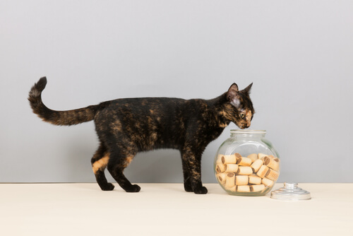 Galletas para gato
