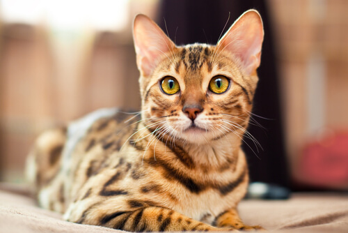 El gato Bengala es un felino híbrido.