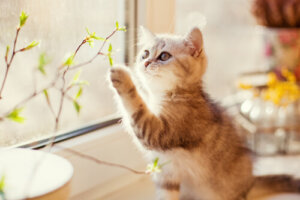 Gatos castrados y no castrados: ¿cuál es la diferencia?
