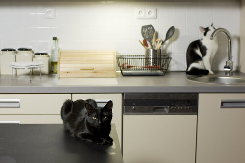 gatos en la cocina