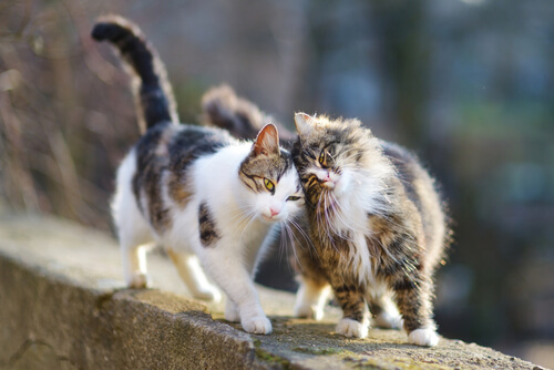 gatos