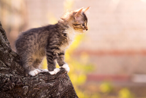 habilidades increibles de los gatos