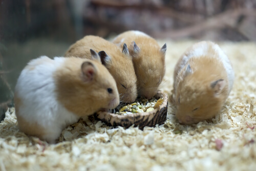 Hámsters comiendo